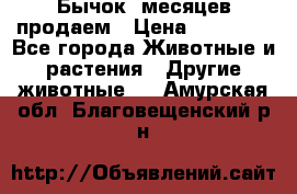 Бычок 6месяцев продаем › Цена ­ 20 000 - Все города Животные и растения » Другие животные   . Амурская обл.,Благовещенский р-н